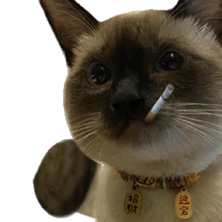 😀 emoji 🌈彩虹小美工🐬 @ps77777777 Telegram sticker 5 of 50