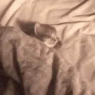 🌟 emoji Nocturnal Moves Again! — @stckrRobot Telegram sticker 24 of 55