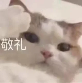 👮‍♀ emoji 云烟表情包1 Telegram sticker 13 of 80