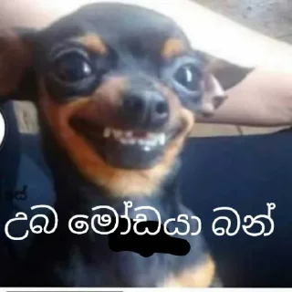 😂 emoji @isara8888 pack 🌝☘️ @Athal_lokaya — @stckrRobot Telegram sticker 14 of 98