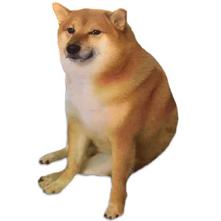👀 emoji Cheems @undestined Telegram sticker 7 of 80