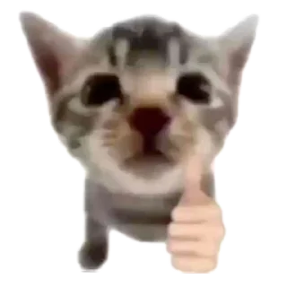 🐱 emoji ikan Telegram sticker 11 of 34