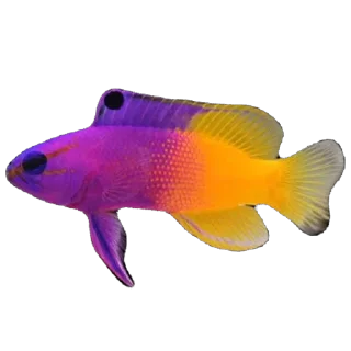 🫥 emoji Ikan Didudod Telegram sticker 21 of 22
