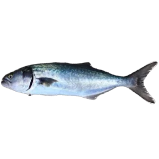 🫥 emoji Ikan Didudod Telegram sticker 12 of 22