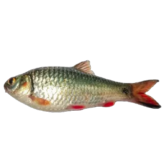 🫥 emoji Ikan Didudod Telegram sticker 6 of 22