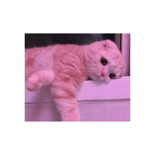 Sticker from Flirting cats by sujay 😂