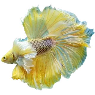 🐟 emoji Cupang @StoreAesther Telegram sticker 5 of 19