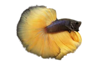 Sticker from piecky's ikan cupang