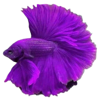 🐟 emoji piecky's ikan cupang Telegram sticker 17 of 19