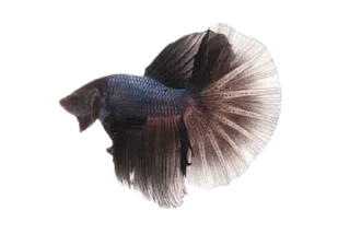 🐟 emoji piecky's ikan cupang Telegram sticker 6 of 19