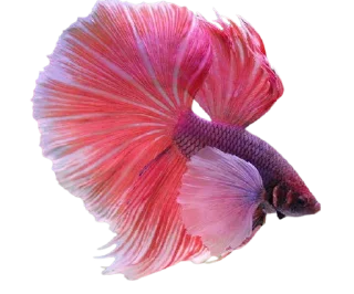 🐟 emoji Cupang @StoreAesther Telegram sticker 19 of 19