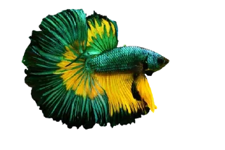 🐟 emoji Cupang @StoreAesther Telegram sticker 13 of 19