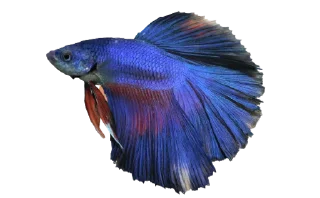 🐟 emoji piecky's ikan cupang Telegram sticker 16 of 19