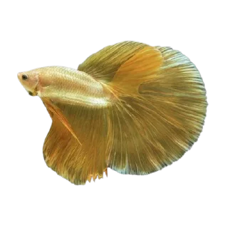 🐟 emoji Cupang @StoreAesther Telegram sticker 9 of 19