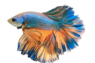 🐟 emoji piecky's ikan cupang Telegram sticker 9 of 19