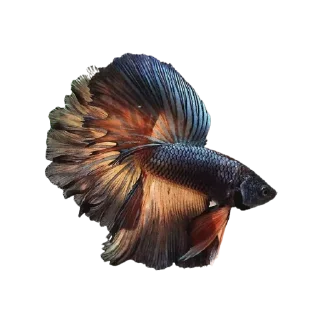 🐟 emoji piecky's ikan cupang Telegram sticker 19 of 19