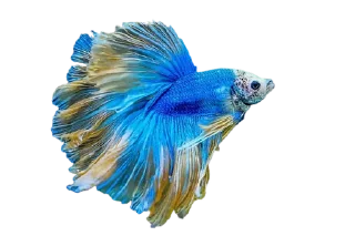 🐟 emoji Cupang @StoreAesther Telegram sticker 11 of 19