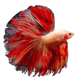 🐟 emoji Cupang @StoreAesther Telegram sticker 17 of 19