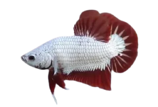 🐟 emoji piecky's ikan cupang Telegram sticker 7 of 19