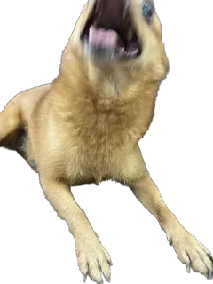 Sticker from Doggos @roasted_duck