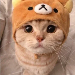 😕 emoji 芬達 Telegram sticker 16 of 32