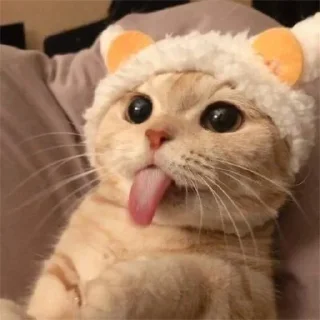 😶 emoji 芬達 Telegram sticker 12 of 32