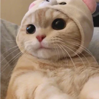 🤓 emoji 芬達 Telegram sticker 23 of 32