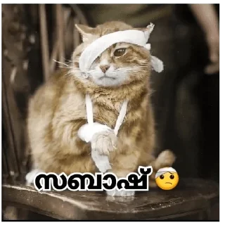 🤕 emoji Mallu Cat @Sticker_Pack_Channel Telegram sticker 1 of 120