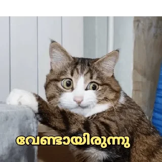 🤔 emoji Mallu Cat @Sticker_Pack_Channel Telegram sticker 7 of 120