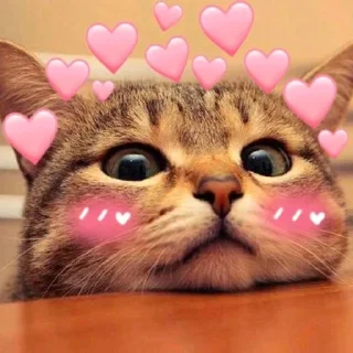 💞 emoji @wallpaper_kid cute cat😺 @Anime_Sticker_noob Telegram sticker 5 of 120