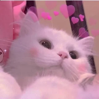 💞 emoji @wallpaper_kid cute cat😺 @Anime_Sticker_noob Telegram sticker 24 of 120