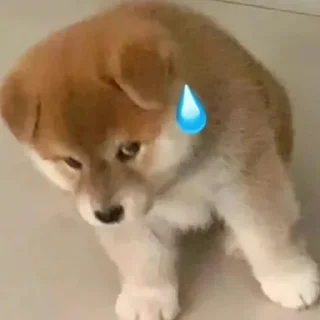 🐶 emoji 小黑子Jeet!  @Zss621112 Telegram sticker 8 of 11