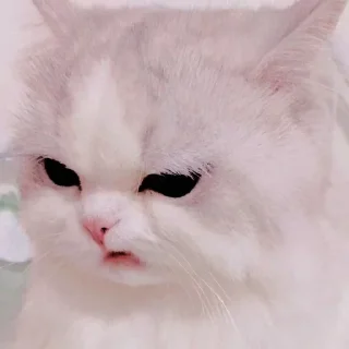 🐱 emoji ꧑ᥱoᥒg ᥉tιᥴkιᥱ ρᥲᥴk — @ORISHASATIVA Telegram sticker 16 of 38