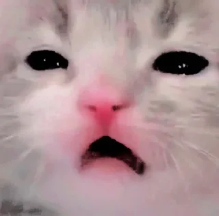 🐱 emoji ꧑ᥱoᥒg ᥉tιᥴkιᥱ ρᥲᥴk — @ORISHASATIVA Telegram sticker 7 of 38