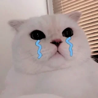 🐱 emoji ꧑ᥱoᥒg ᥉tιᥴkιᥱ ρᥲᥴk — @ORISHASATIVA Telegram sticker 19 of 38