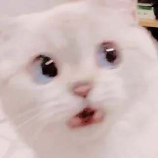 🐱 emoji ꧑ᥱoᥒg ᥉tιᥴkιᥱ ρᥲᥴk — @ORISHASATIVA Telegram sticker 14 of 38
