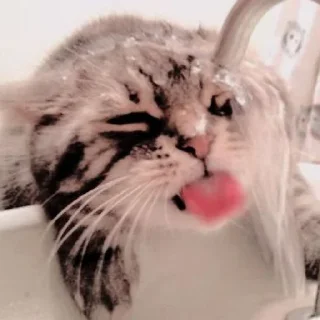 🐱 emoji ꧑ᥱoᥒg ᥉tιᥴkιᥱ ρᥲᥴk — @ORISHASATIVA Telegram sticker 22 of 38