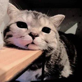 🐱 emoji ꧑ᥱoᥒg ᥉tιᥴkιᥱ ρᥲᥴk — @ORISHASATIVA Telegram sticker 21 of 38
