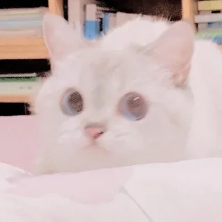 🐱 emoji ꧑ᥱoᥒg ᥉tιᥴkιᥱ ρᥲᥴk — @ORISHASATIVA Telegram sticker 13 of 38