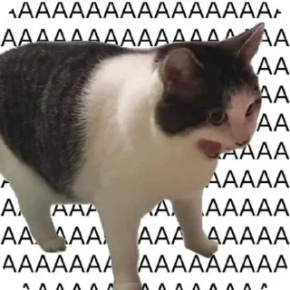🐱 emoji 카이지 Telegram sticker 13 of 89