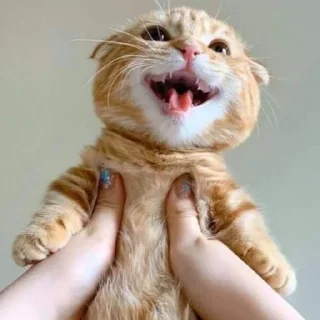 😝 emoji WhatsApp Telegram sticker 23 of 24
