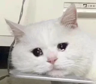 🥺 emoji 表情包 Telegram sticker 5 of 27