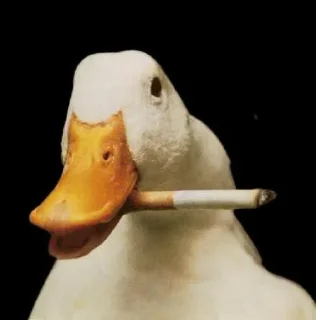 🦆 emoji Pro max Telegram sticker 11 of 16
