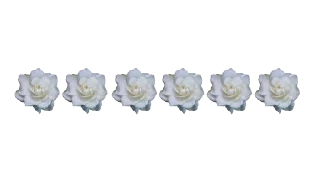 🌹 emoji @MyTelegramThemes ofc Telegram sticker 9 of 35
