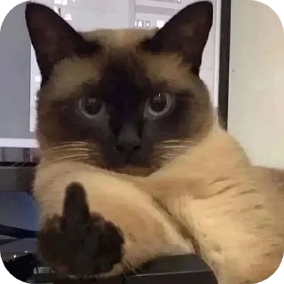 🐱 emoji 艾露猫自用 Telegram sticker 6 of 29