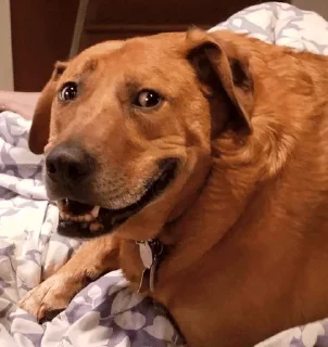 Sticker from Dog