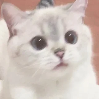 😶 emoji 呼呼呼 Telegram sticker 18 of 62