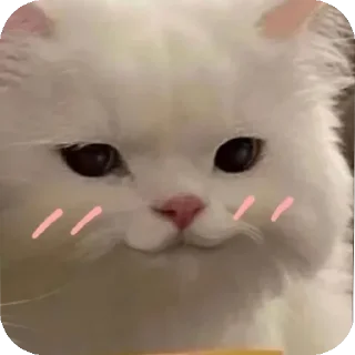 🐱 emoji Indigo skies stickers pack 🪻 Telegram sticker 22 of 39