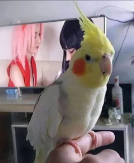 🦜 emoji Anime Meme Telegram sticker 23 of 25