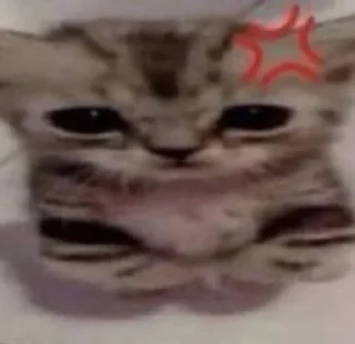 🙀 emoji punya dapa woi 😡😡 Telegram sticker 5 of 35